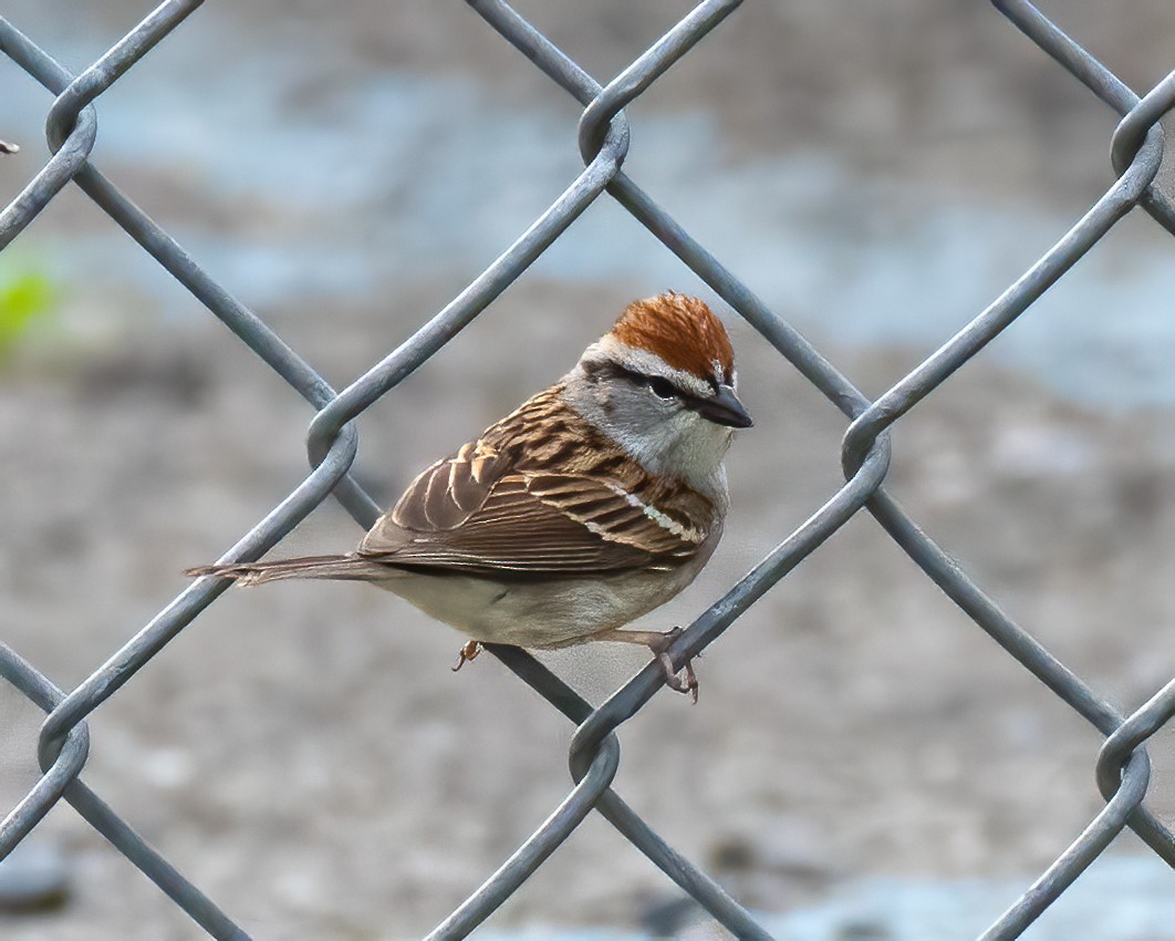 Chipping Sparrow - ML558043541