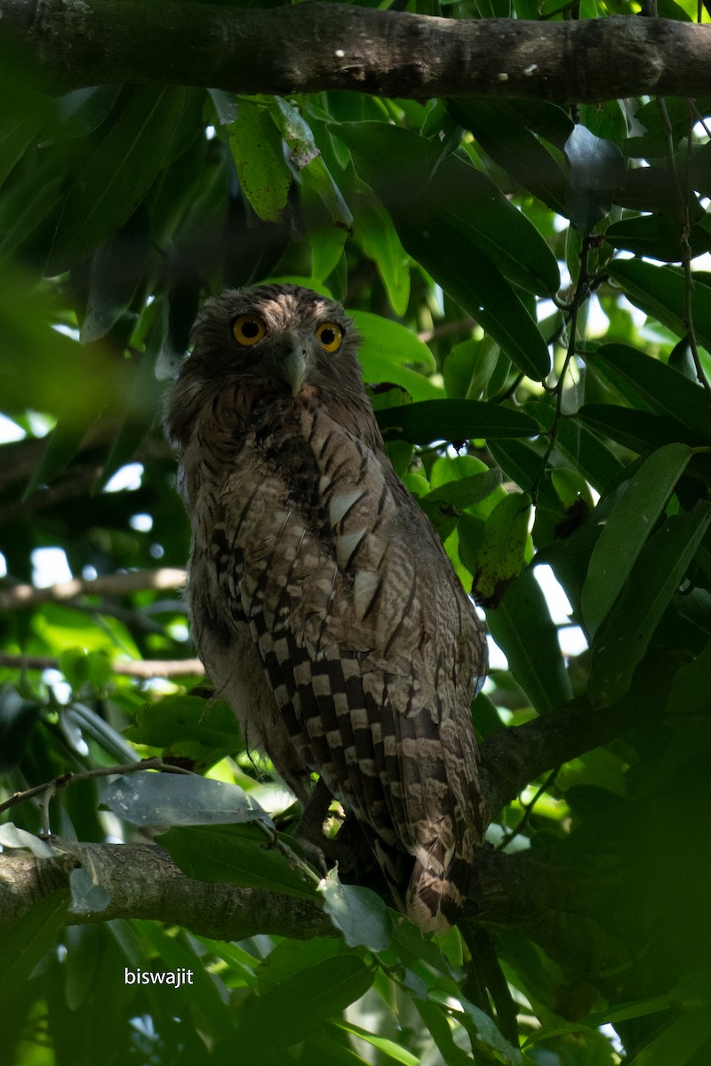 Brown Fish-Owl - ML558043651