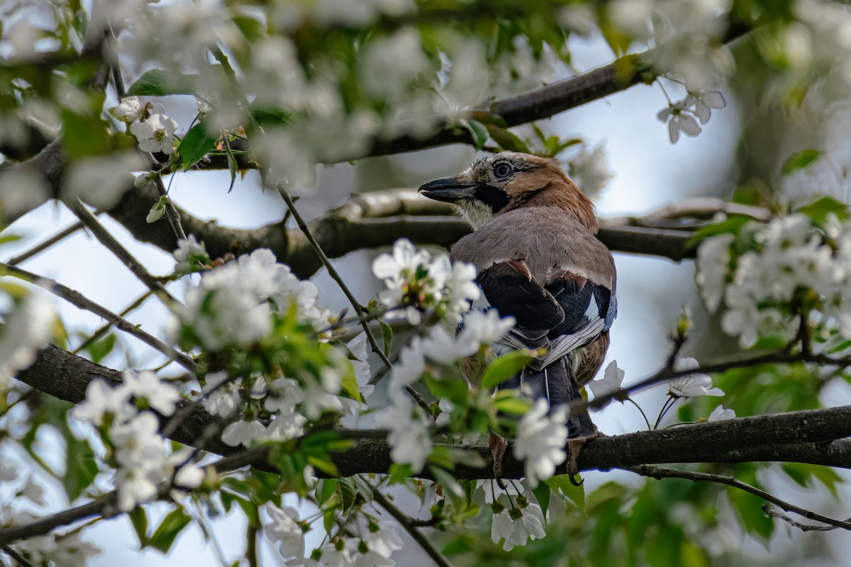 Eurasian Jay - ML558043671