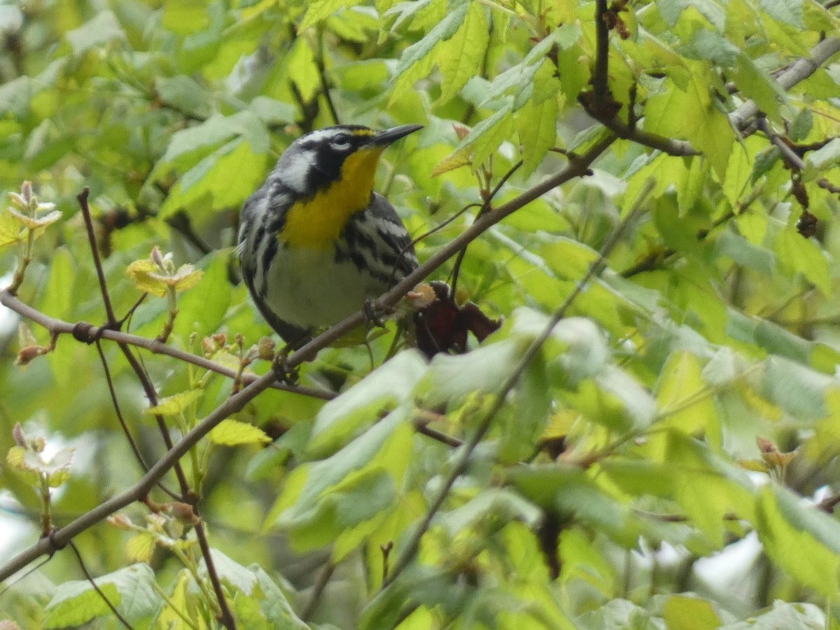Yellow-throated Warbler (dominica/stoddardi) - ML558043691