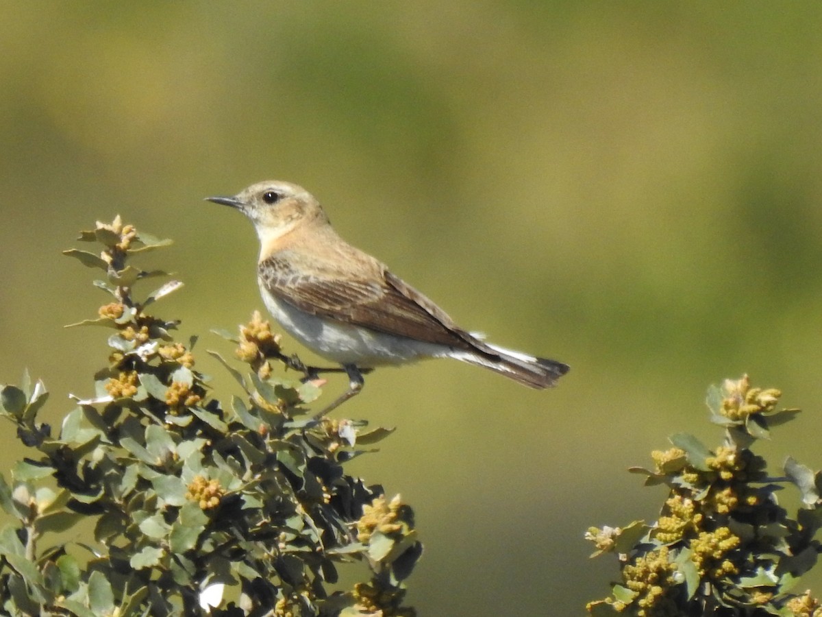 Western Black-eared Wheatear - ML558043781