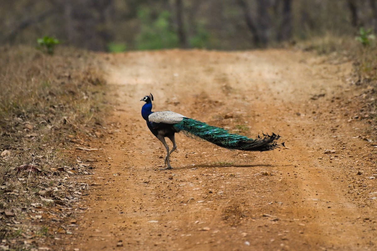 Indian Peafowl - Sumit Majumdar
