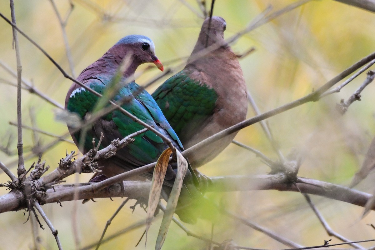 Asian Emerald Dove - Sumit Majumdar