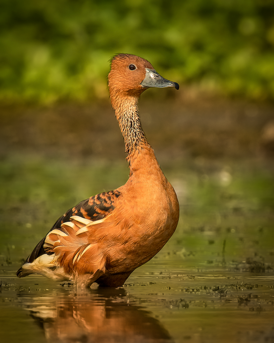 Fulvous Whistling-Duck - ML558044421