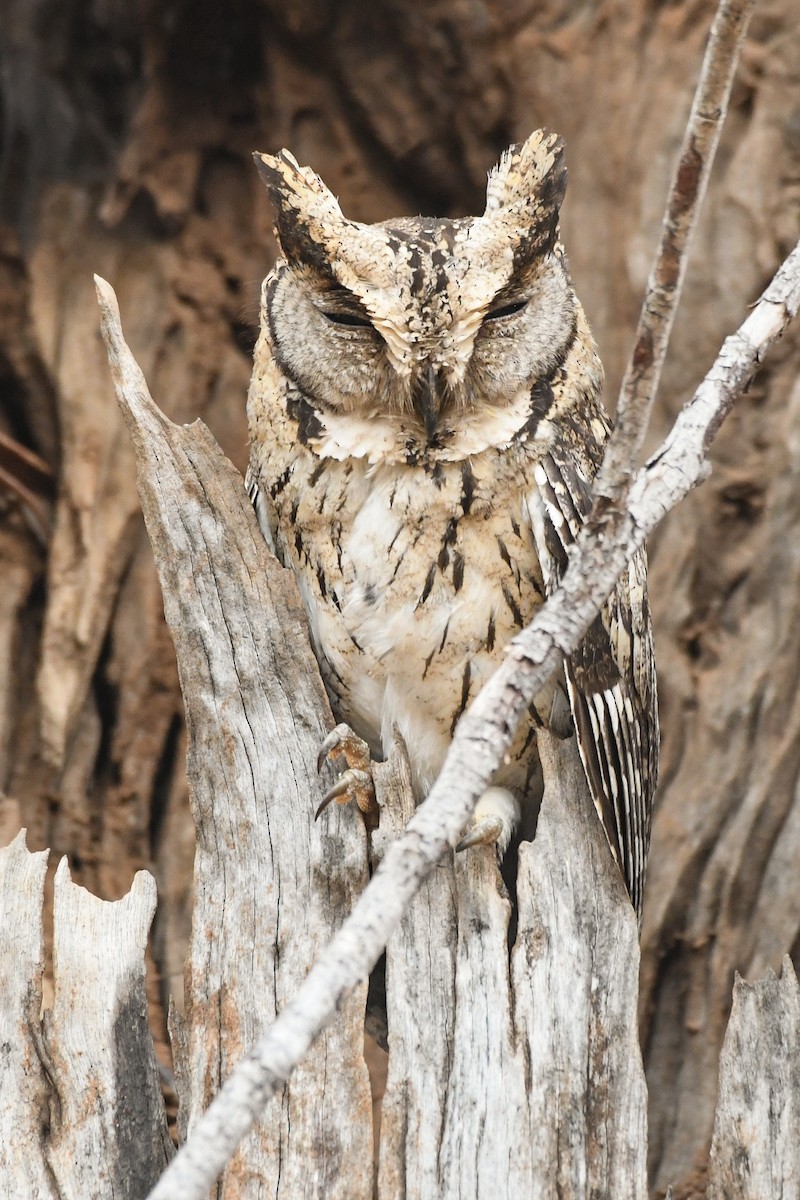 Indian Scops-Owl - Sumit Majumdar