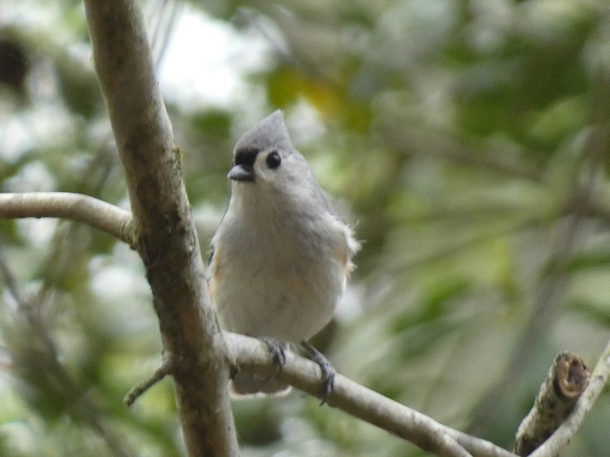 Tufted Titmouse - Kevin Achtmeyer
