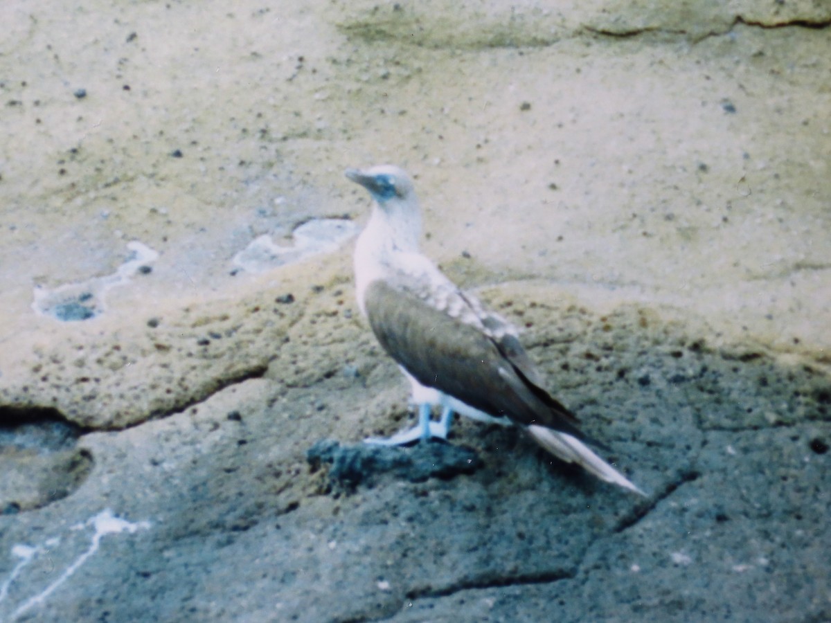 Fou à pieds bleus - ML558045571