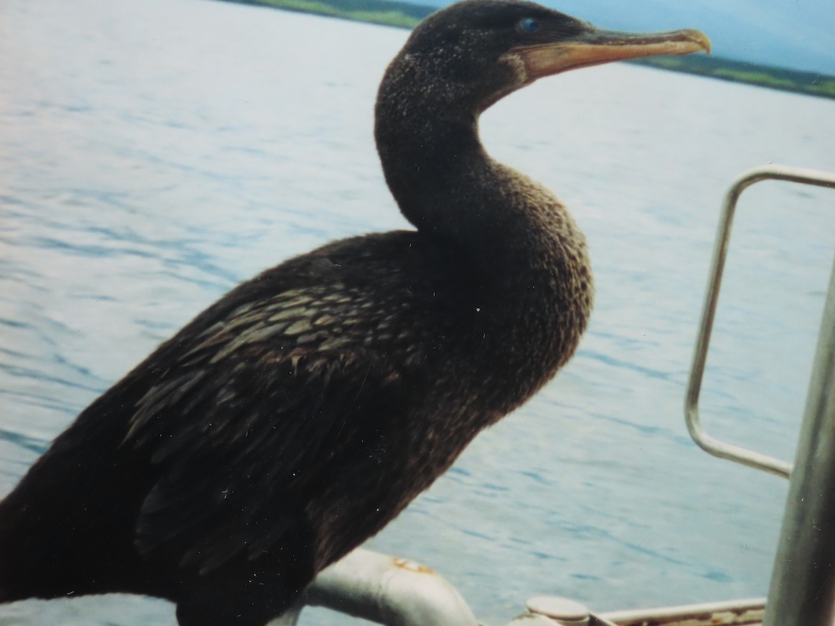 Flightless Cormorant - ML558045811