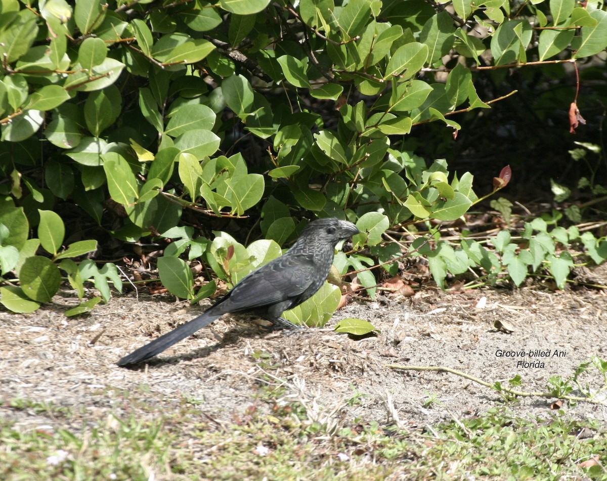 Groove-billed Ani - ML558045821