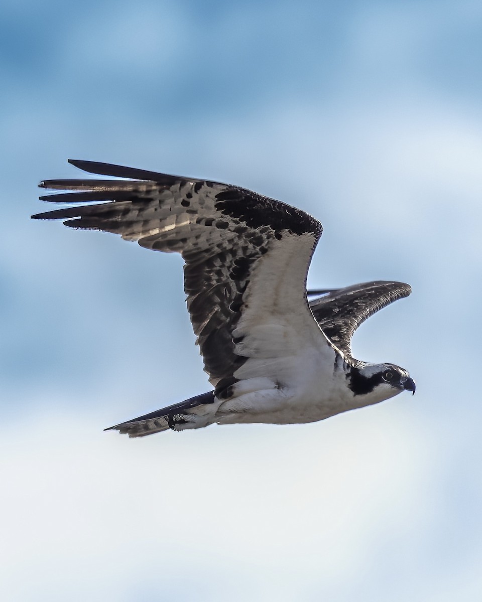 Águila Pescadora - ML558045871