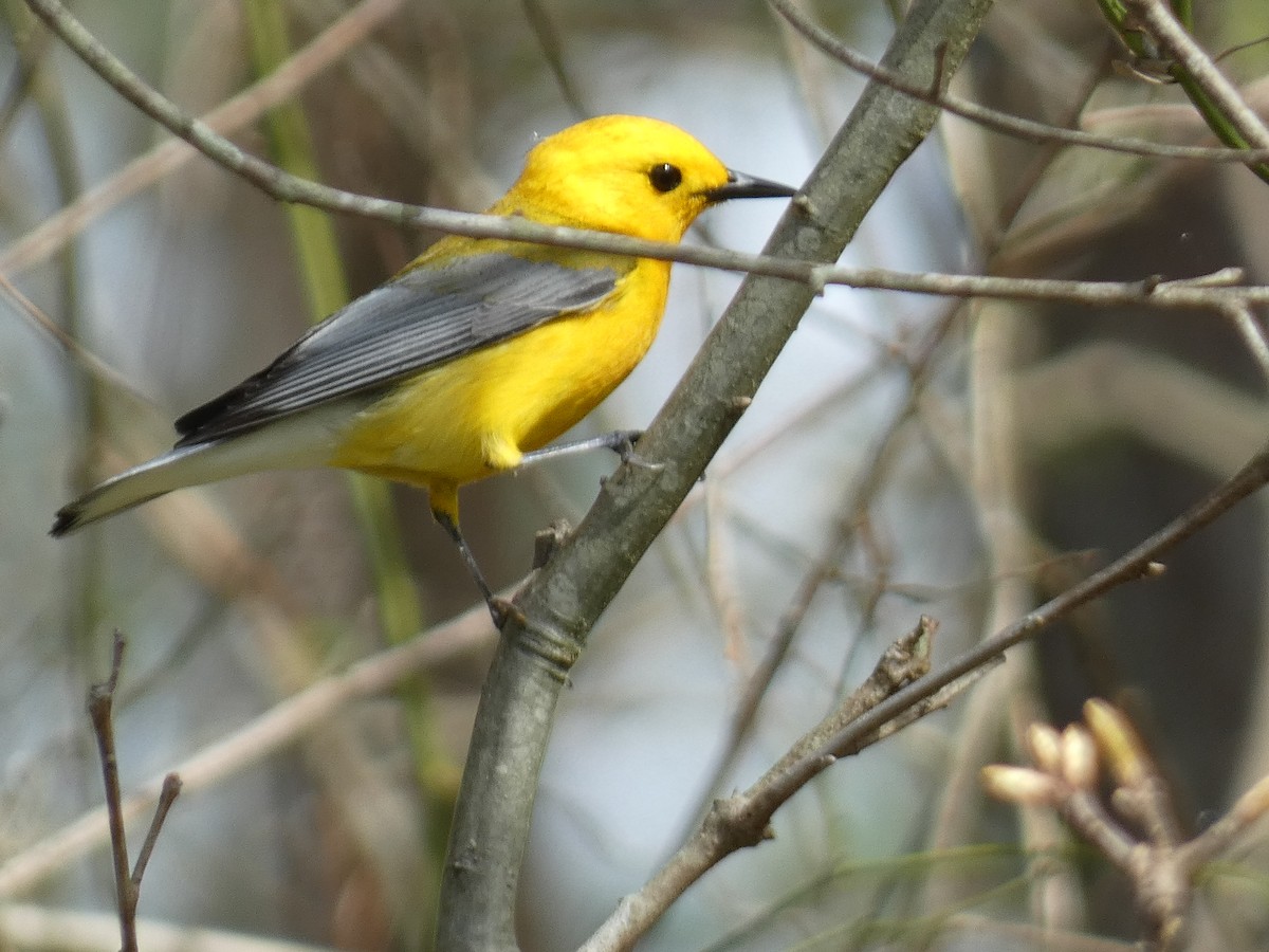 Prothonotary Warbler - ML558045891