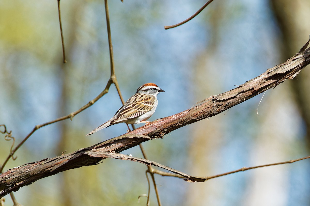 Chipping Sparrow - ML558046131