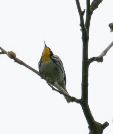 Yellow-throated Warbler - ML558046181