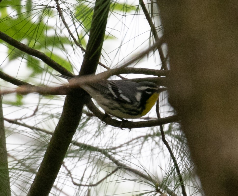 Yellow-throated Warbler - ML558046191