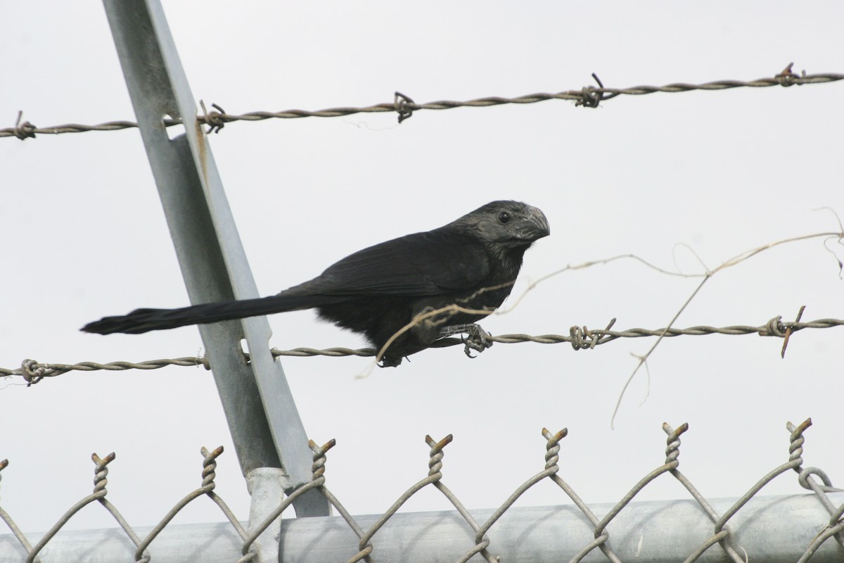 Groove-billed Ani - ML558046241
