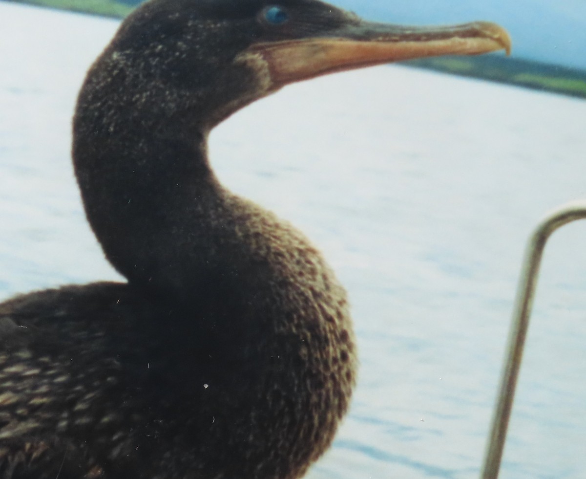 Flightless Cormorant - ML558046551