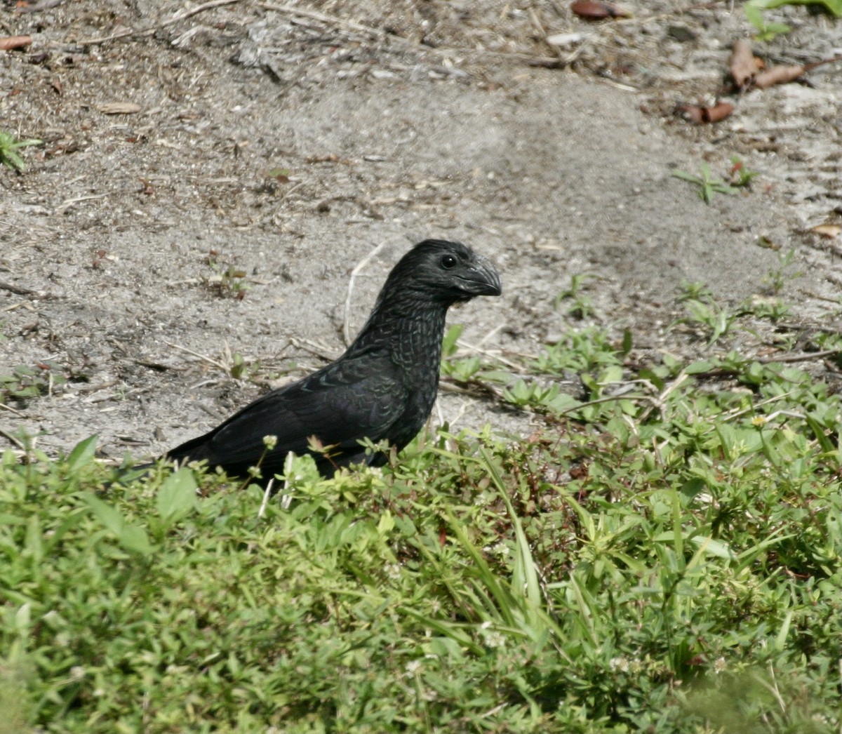 Groove-billed Ani - ML558046781