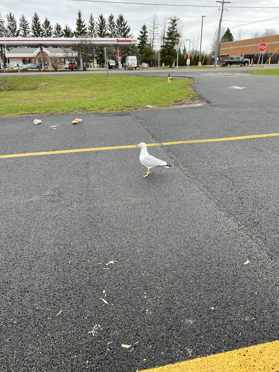 Ring-billed Gull - ML558047711