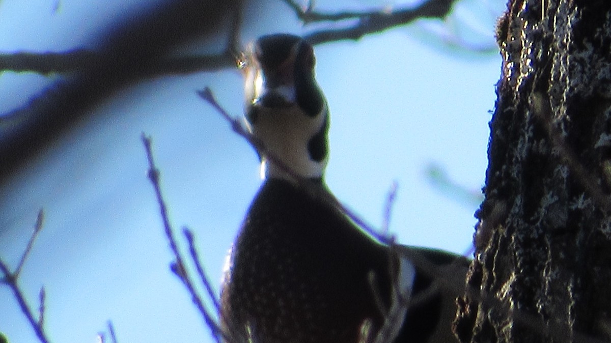 Wood Duck - ML558047971