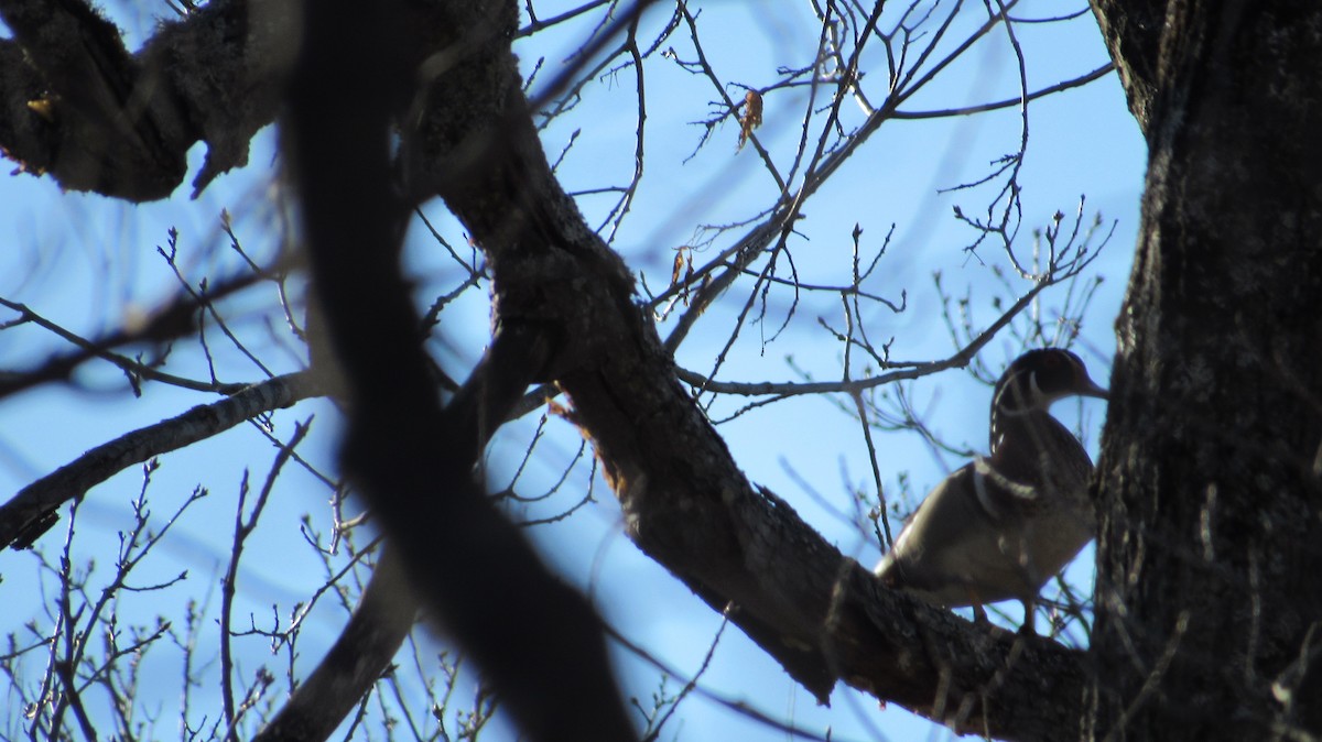 Wood Duck - ML558048001