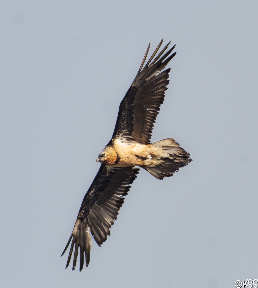 Bearded Vulture - Karthik Sharma