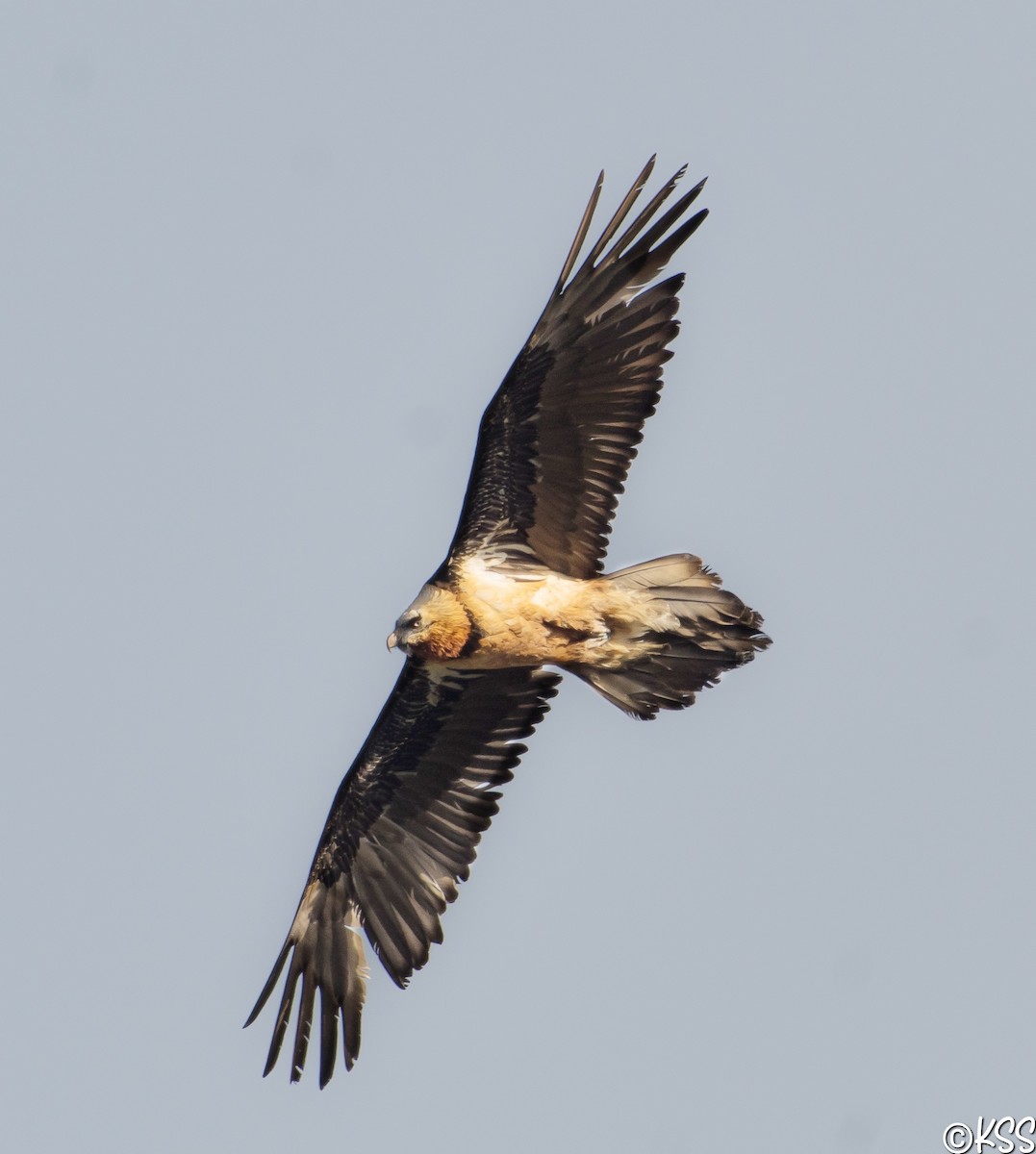 eBird Checklist - 2 Apr 2023 - Narkanda - 72 species
