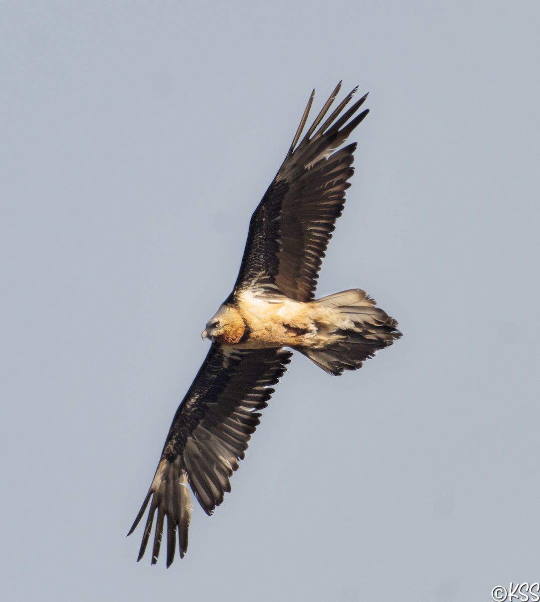 Bearded Vulture - ML558048551