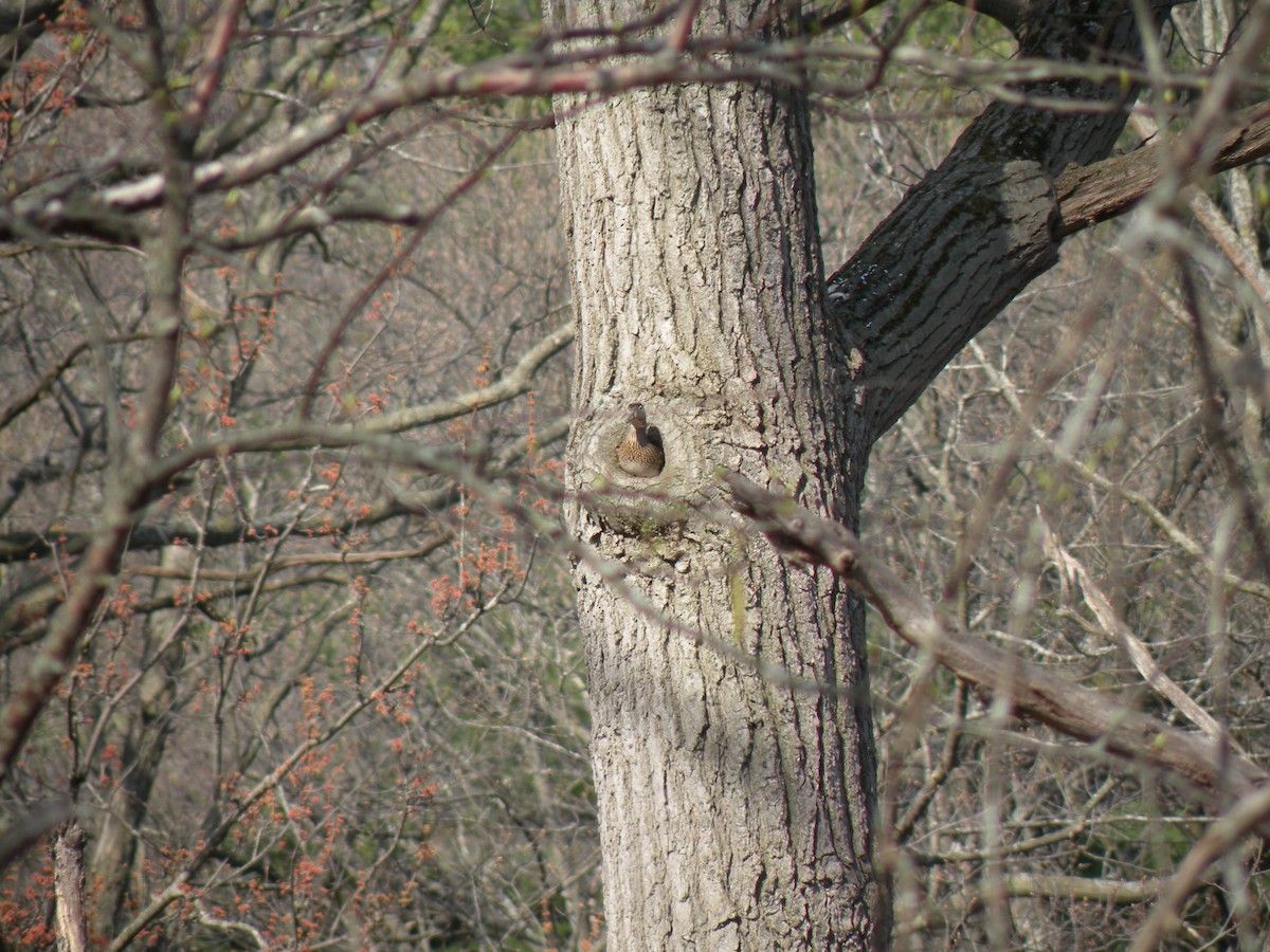 מנדרין אמריקני - ML558050141