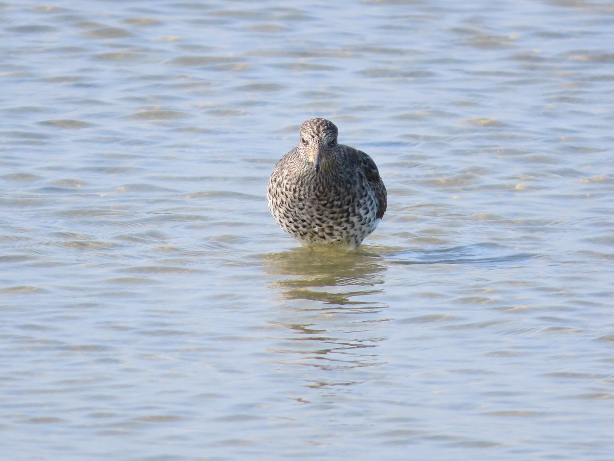 Surfbird - ML558050221