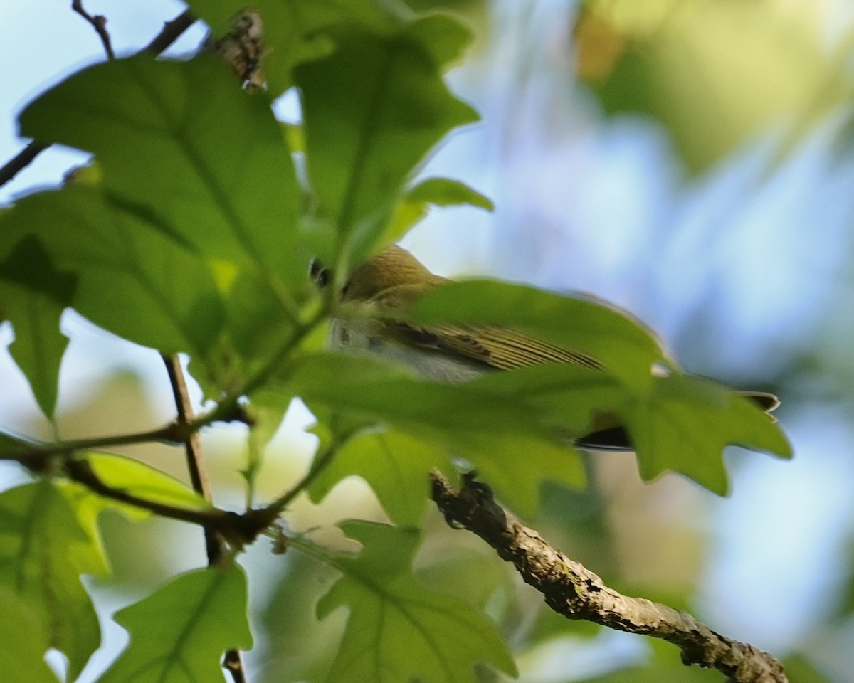 rødøyevireo - ML558050371