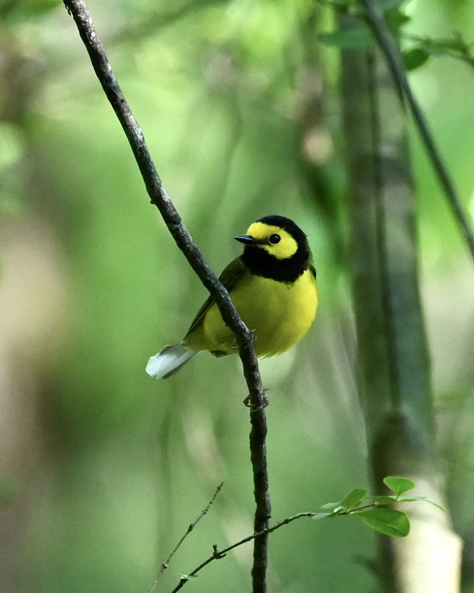 Hooded Warbler - ML558050931