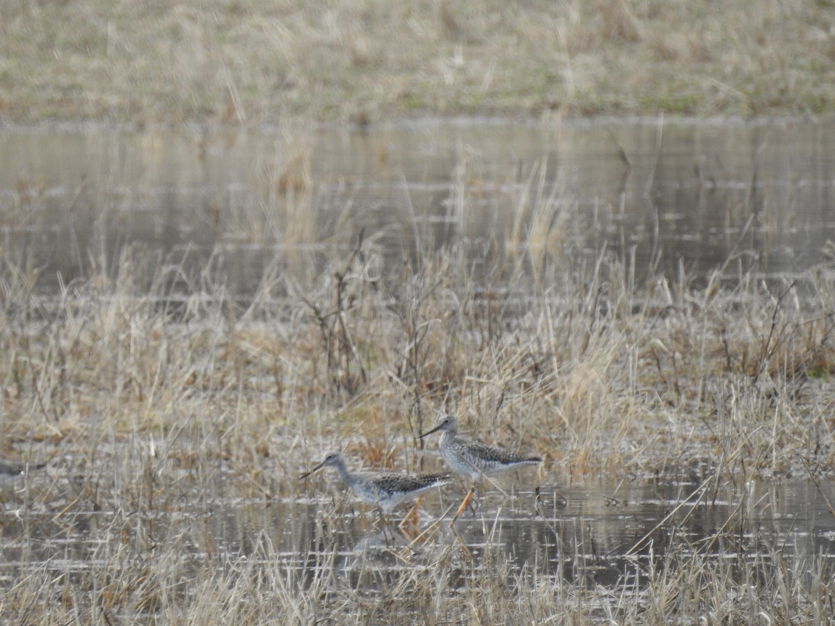 Greater Yellowlegs - Sue Lietz