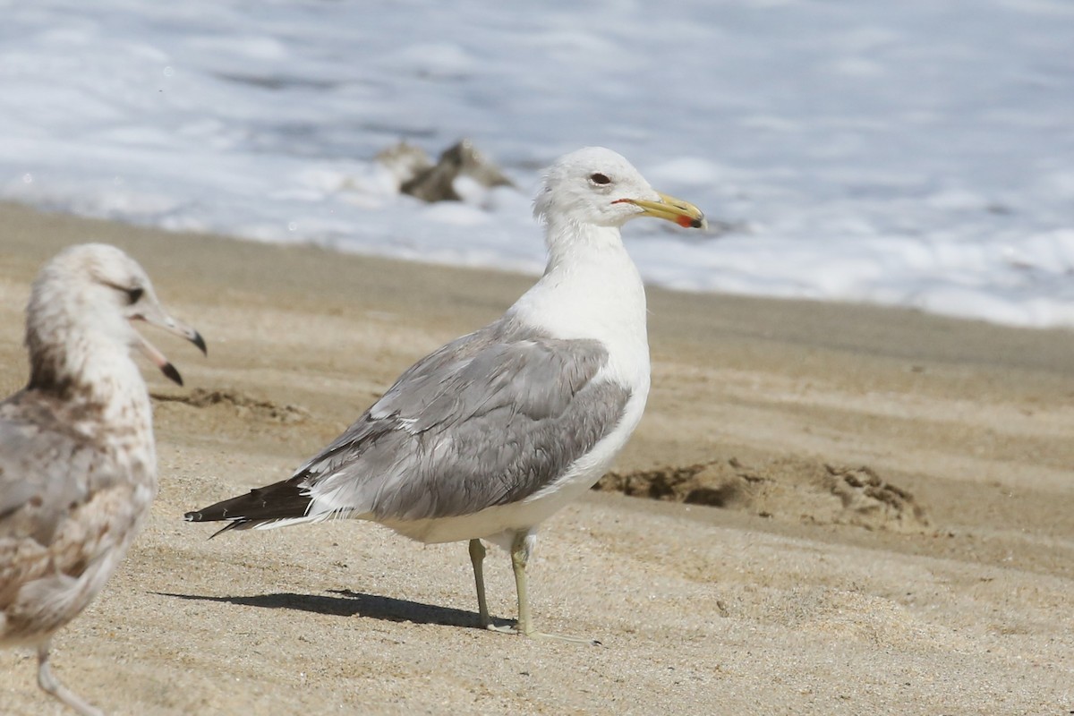 California Gull - ML558051131