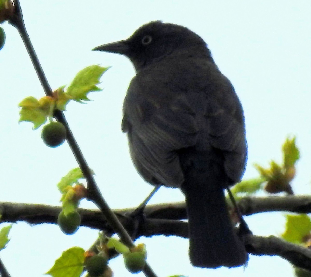 Rusty Blackbird - ML558051141