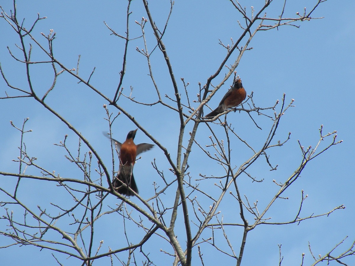 קיכלי נודד - ML558051651