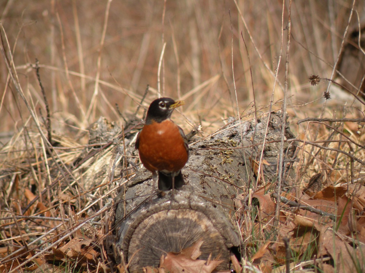 קיכלי נודד - ML558051691