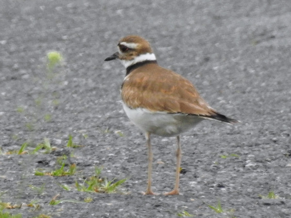 Killdeer - ML558051911