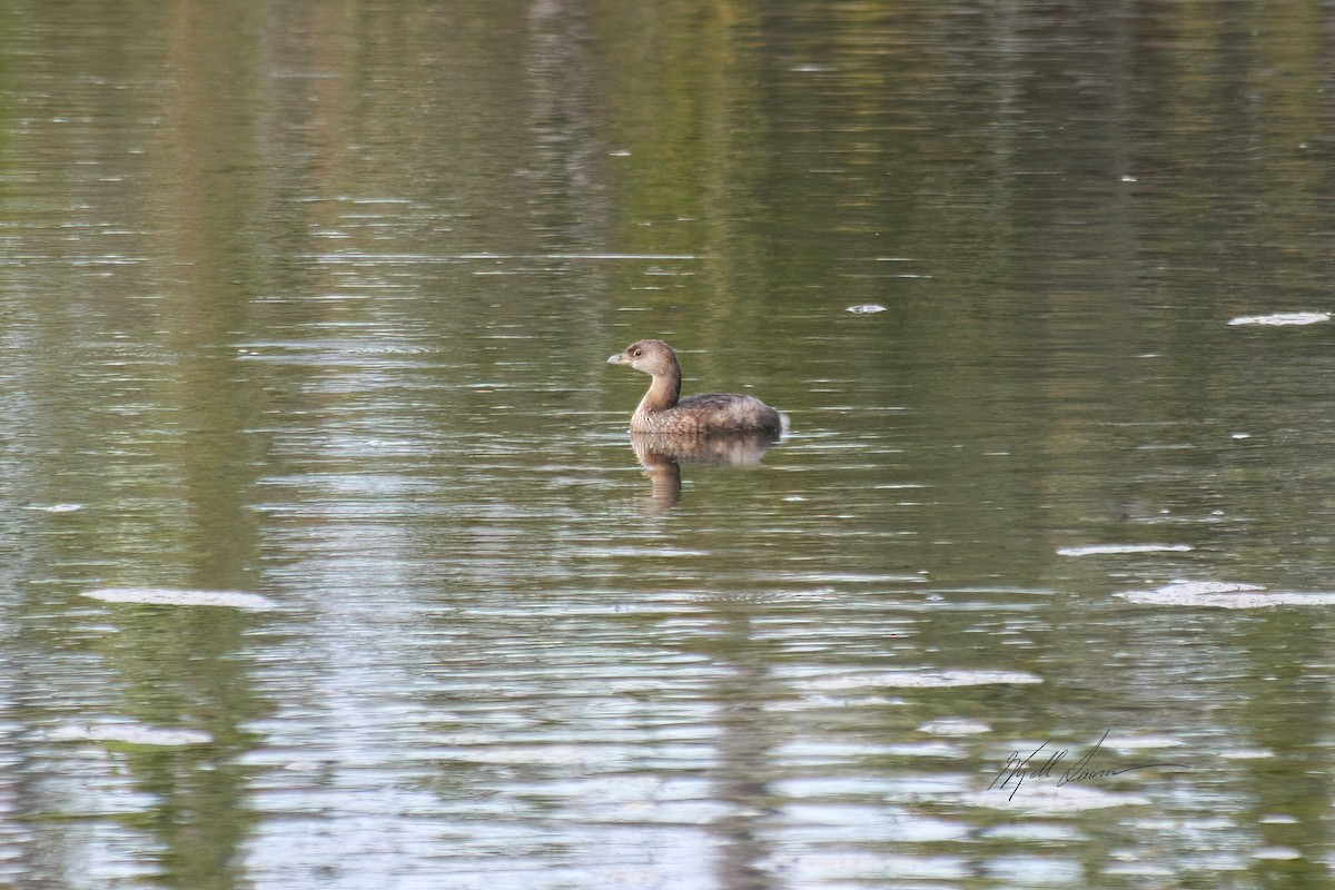 Pied-billed Grebe - ML558054071