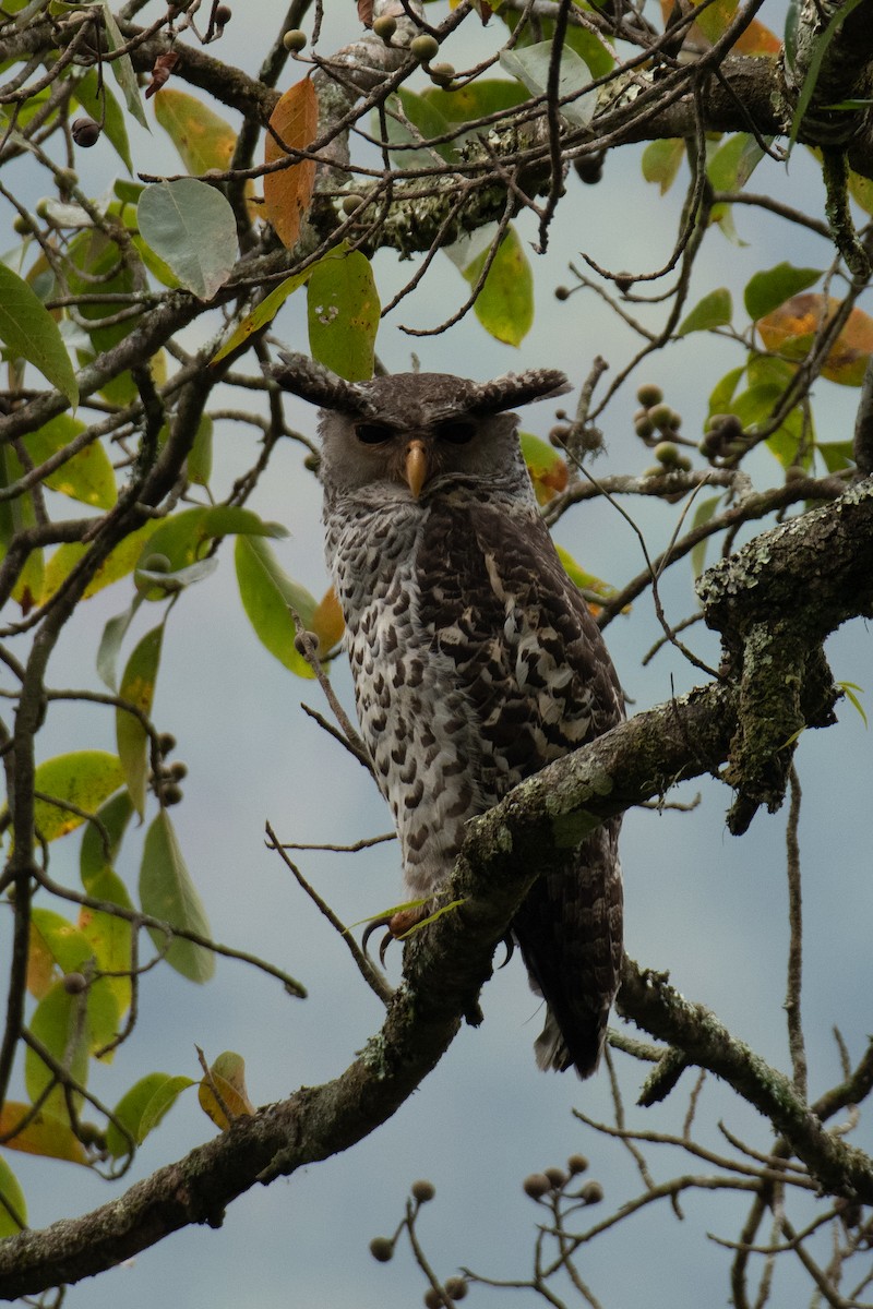 Spot-bellied Eagle-Owl - ML558054121