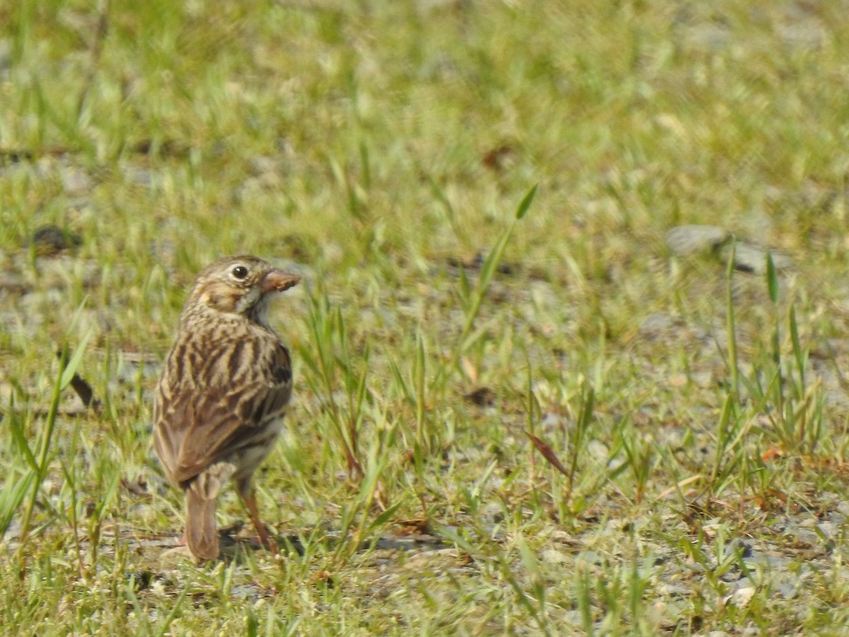 Vesper Sparrow - ML558054281