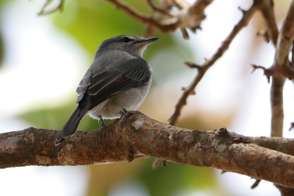 Ashy Flycatcher - Magdalena Jędro