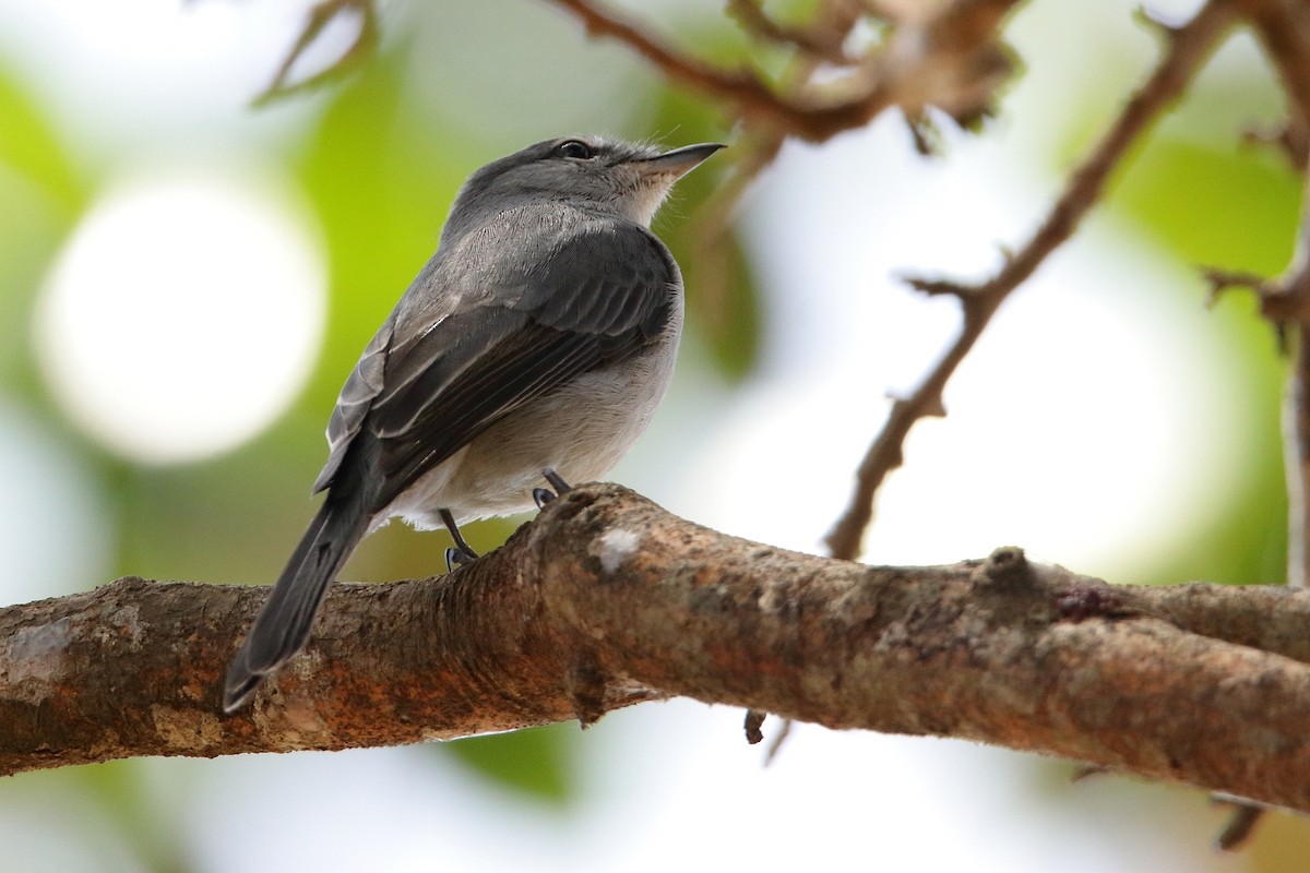 Ashy Flycatcher - ML558054901