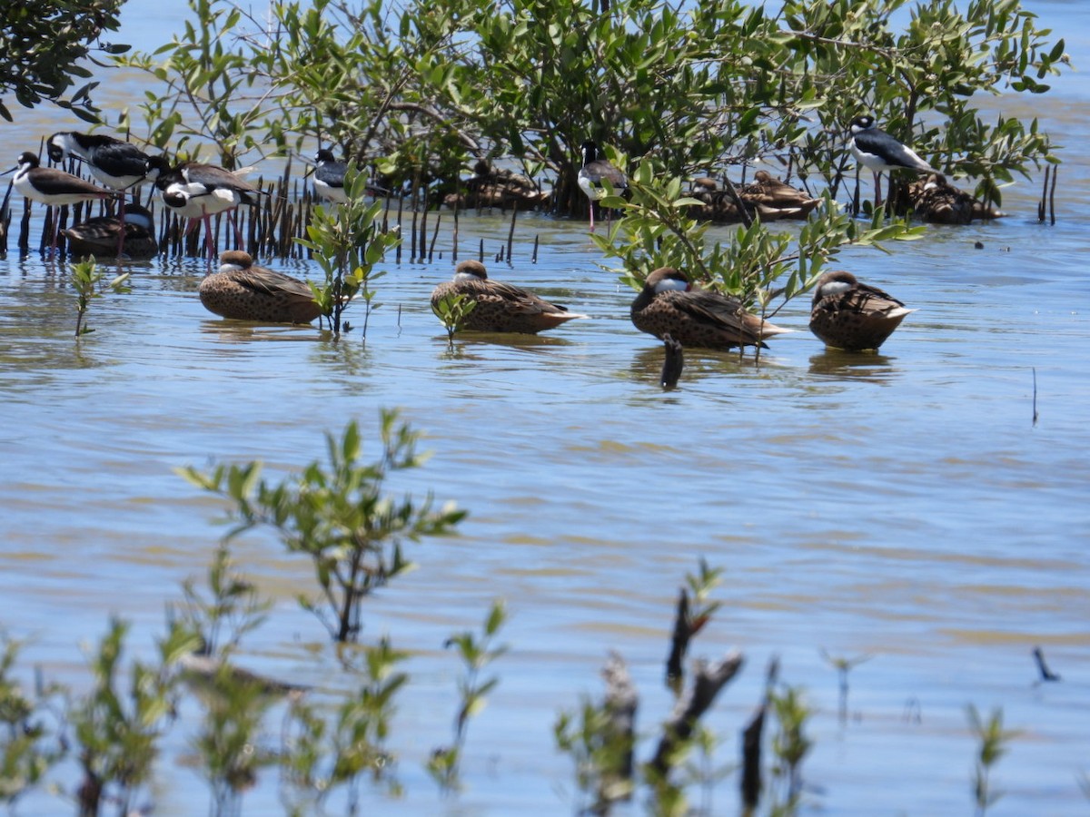 eBird Checklist - 15 Apr 2023 - Las Mareas, Salinas - 29 species