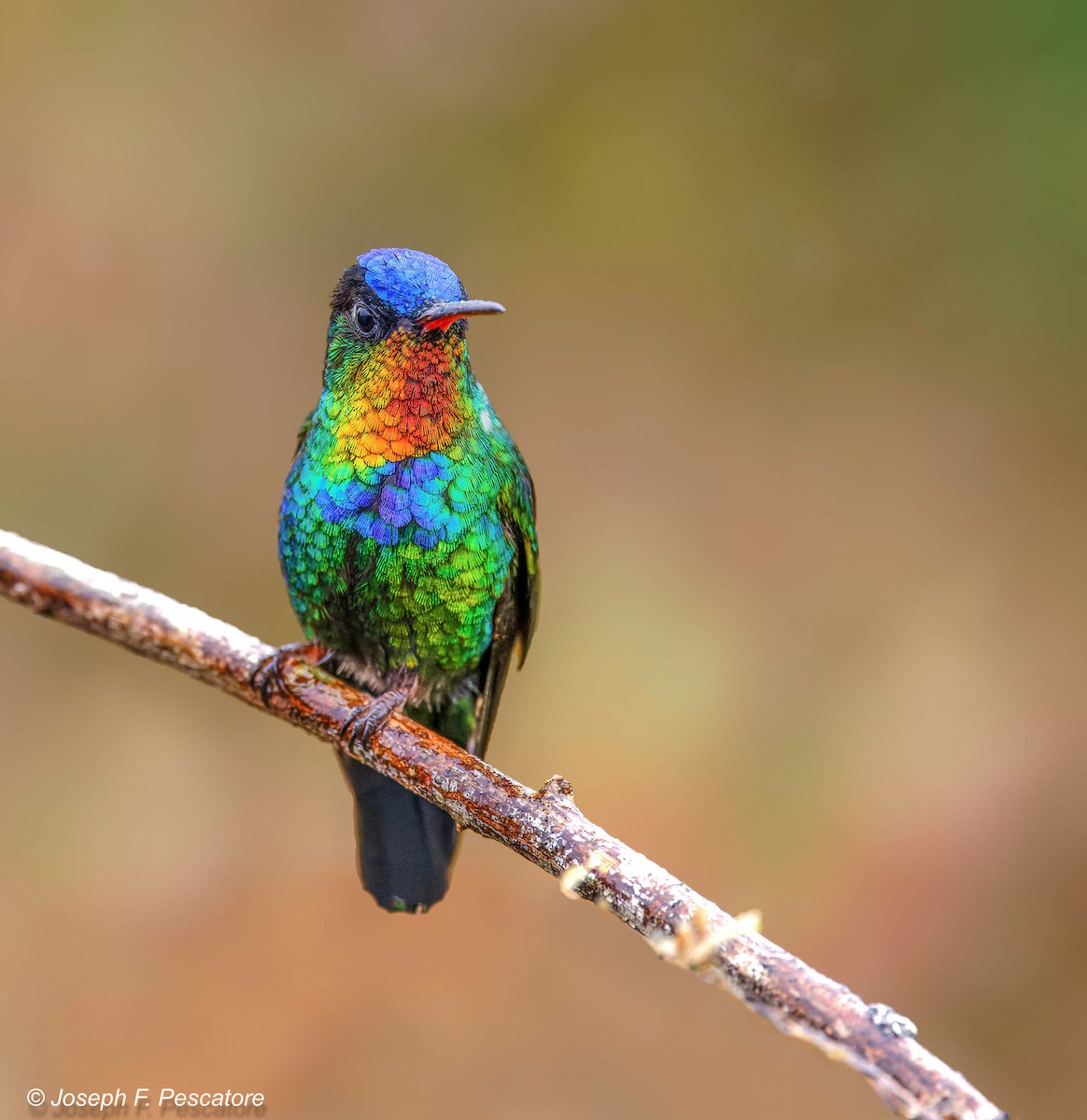 Fiery-throated Hummingbird - Joseph Pescatore