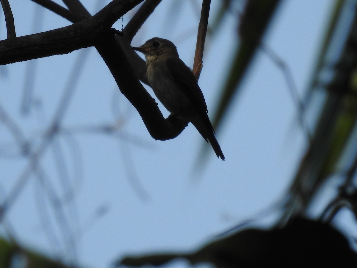 Asian Brown Flycatcher - Mohit Aggarwal