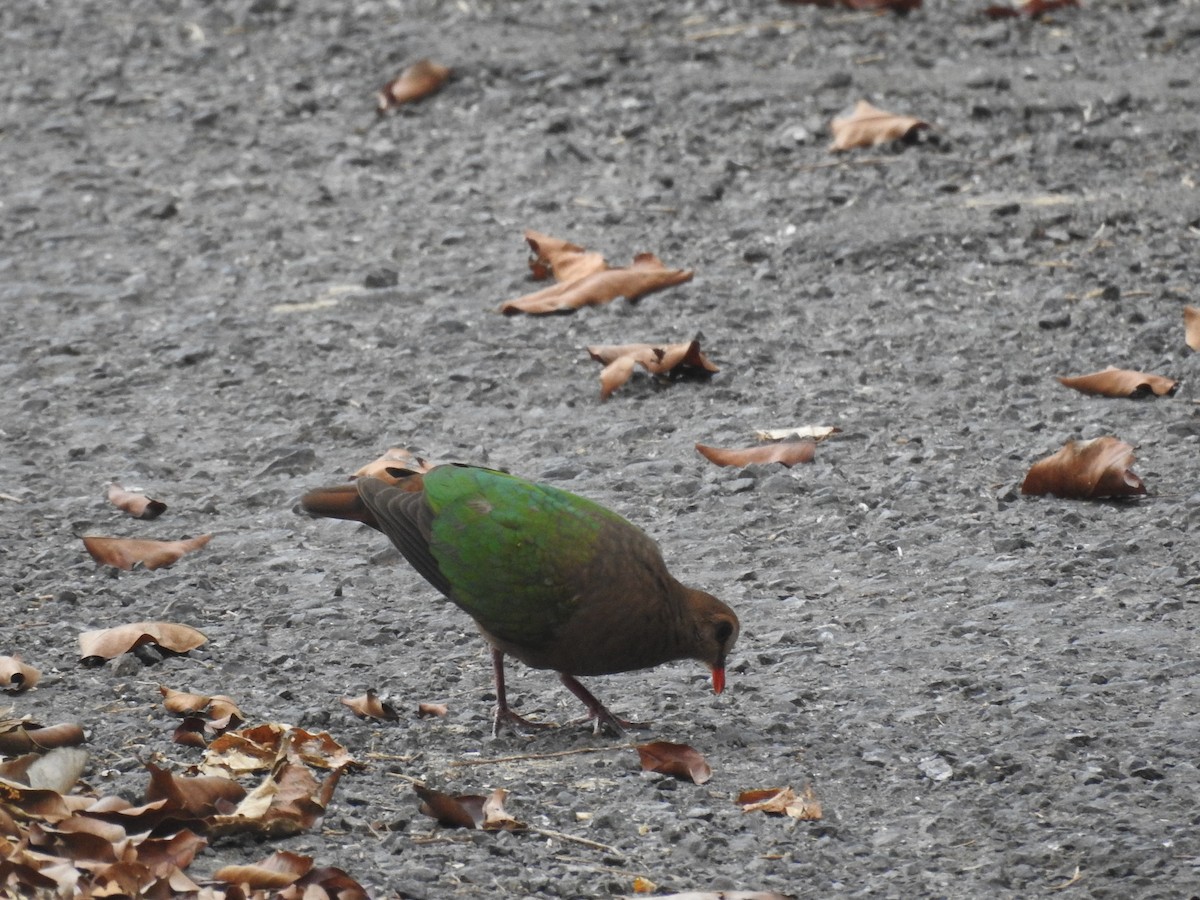 Asian Emerald Dove - Mohit Aggarwal