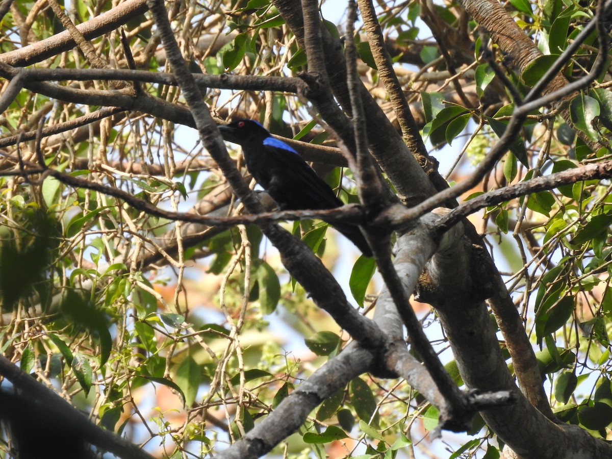 Asian Fairy-bluebird - Mohit Aggarwal