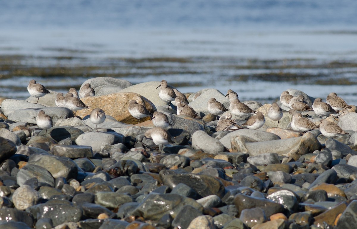 Dunlin - ML558058731