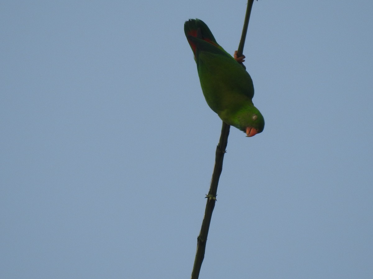 Vernal Hanging-Parrot - Mohit Aggarwal
