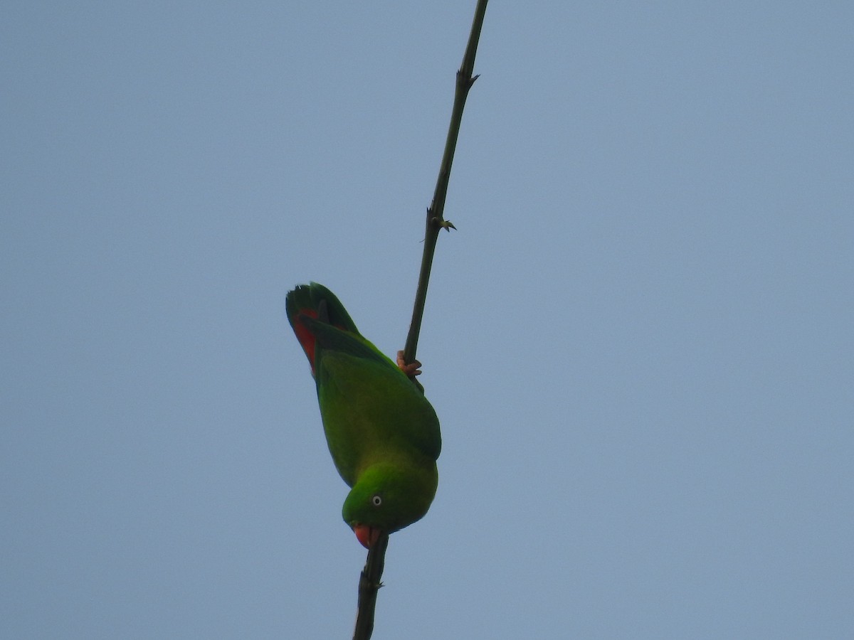 Vernal Hanging-Parrot - Mohit Aggarwal
